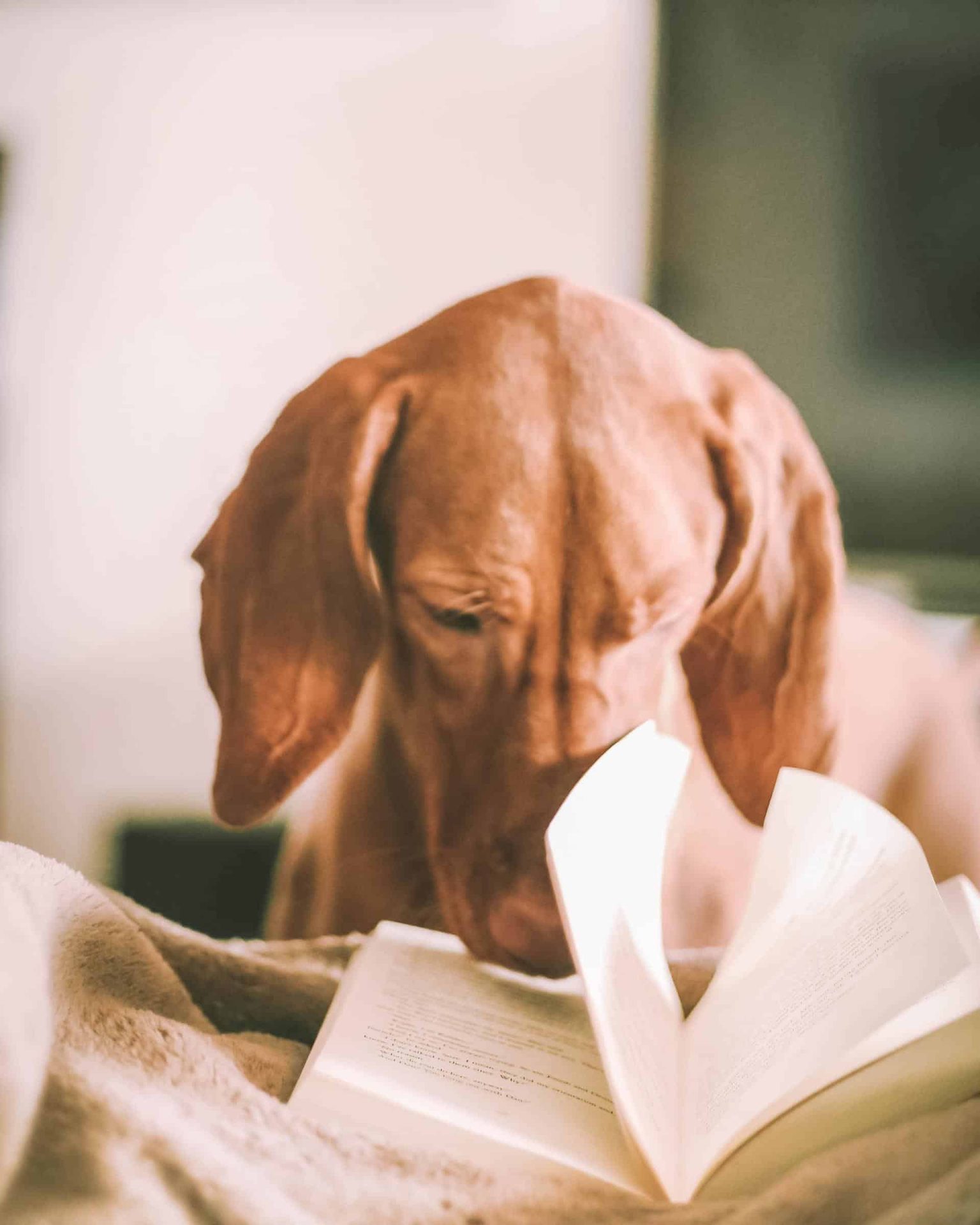 Dog reading a book