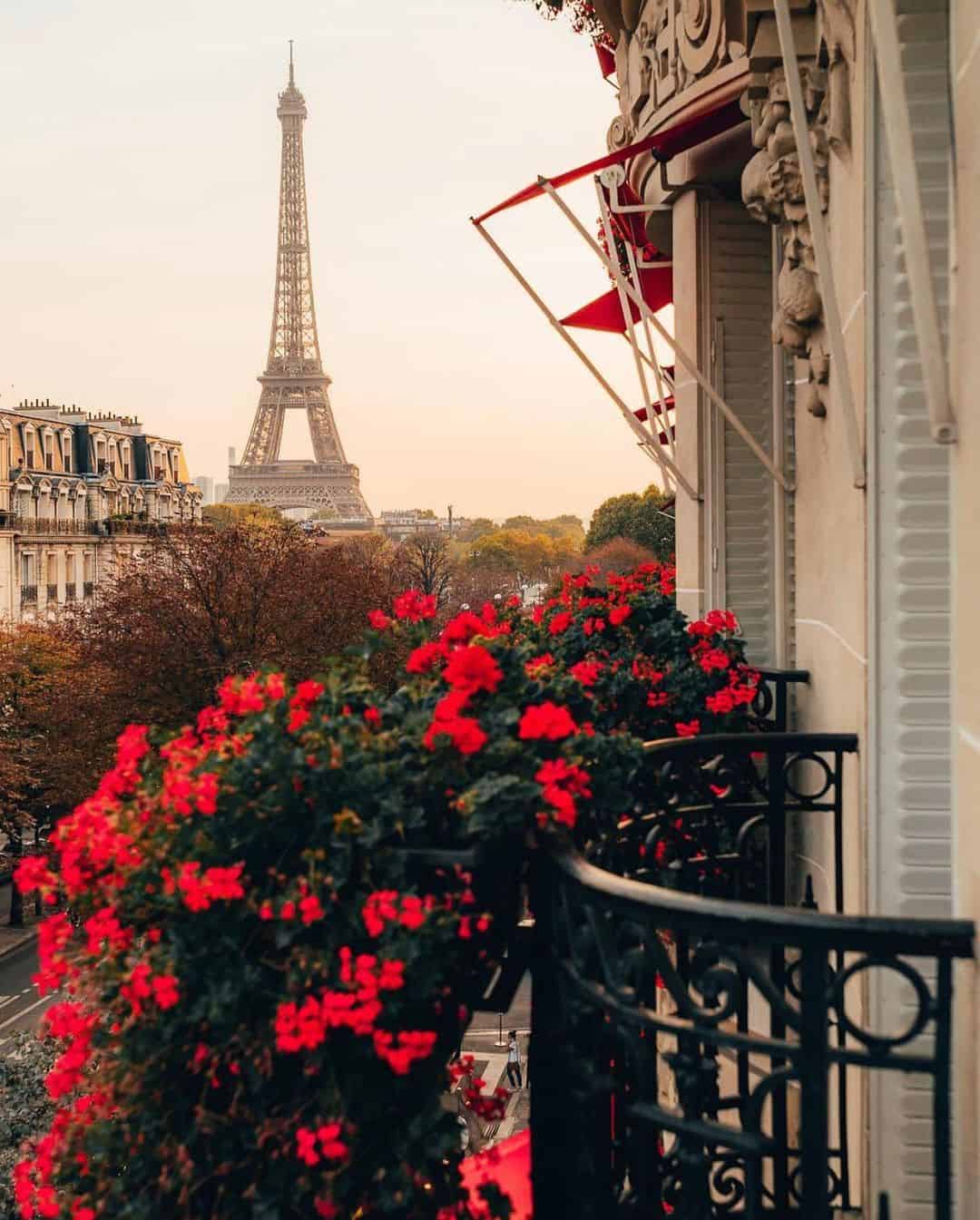 red roses and the eiffel tower in paris petite in paris