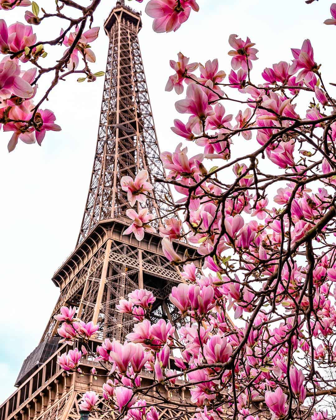 paris in bloom petite in paris travel blog