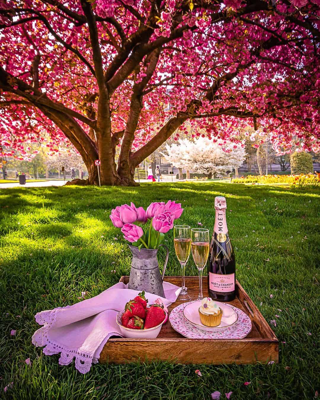 Cherry Blossoms blooming in Paris