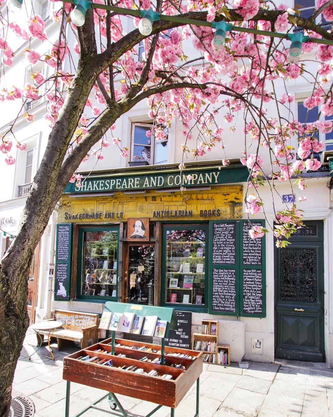 Cherry blossoms in Paris Shakespeare and Co