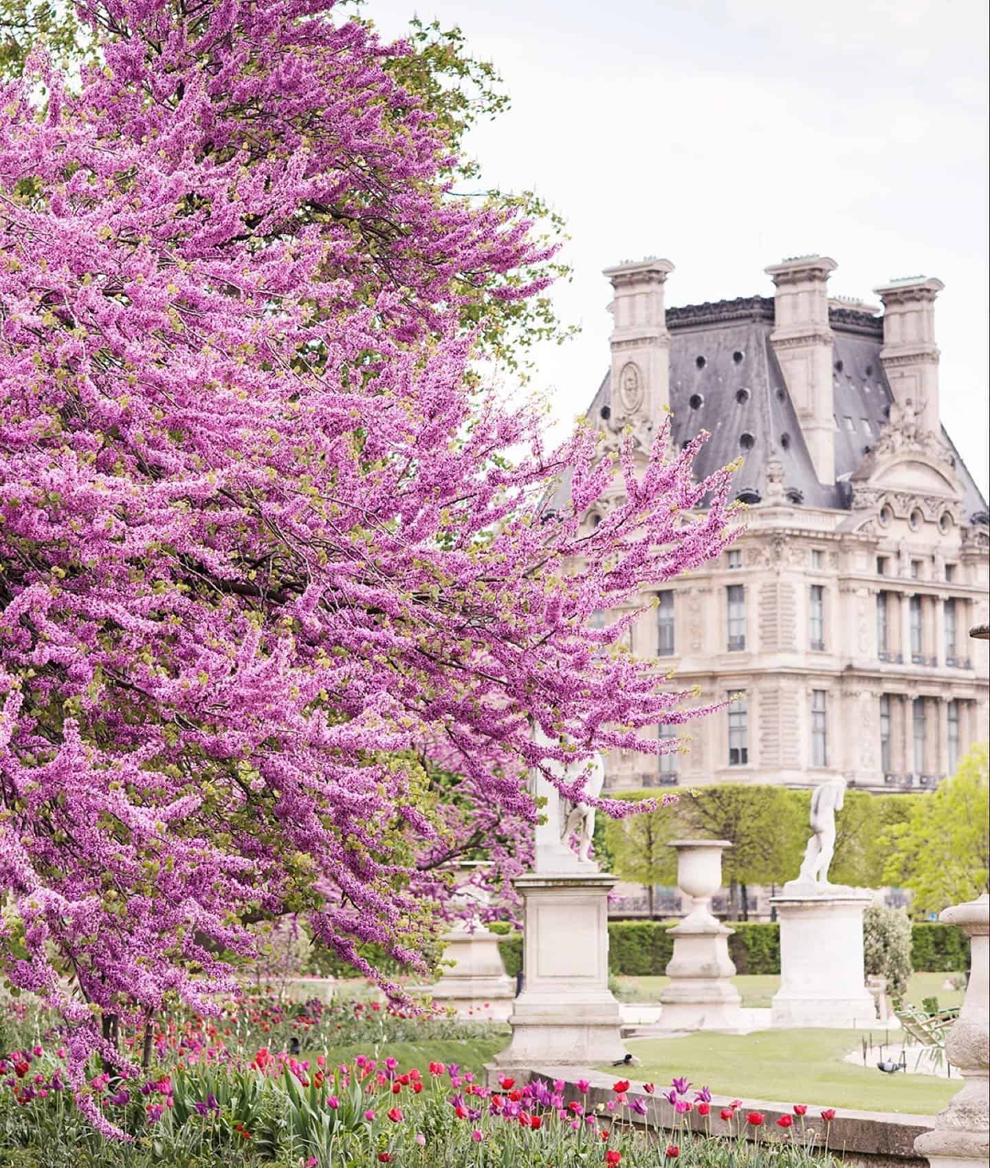 Cherry blossoms in Tulieries garden in paris