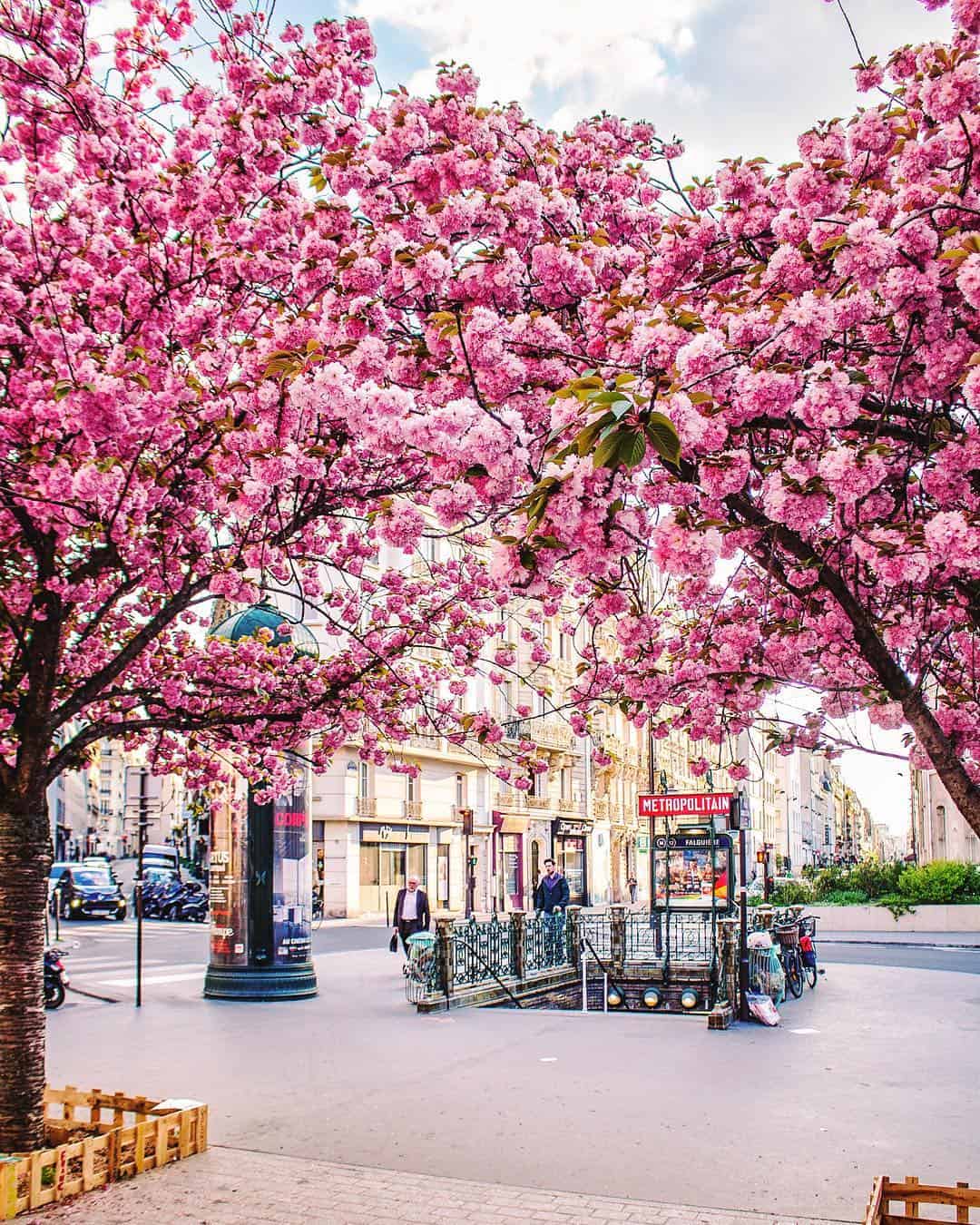 Falguiere metro cherry blossoms in Paris