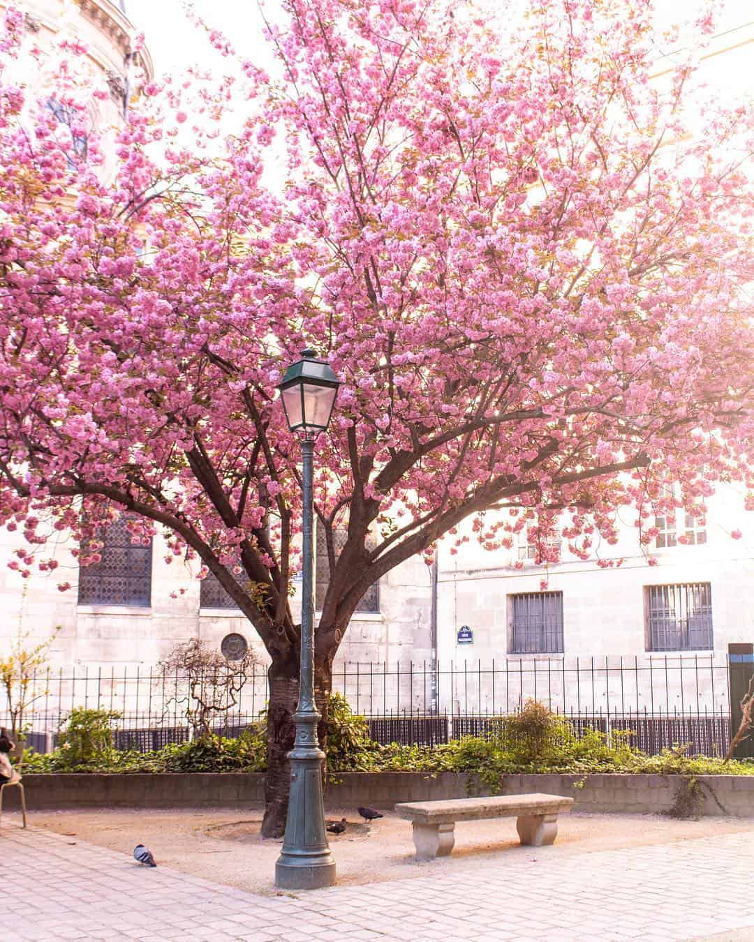Square Gabriel Pierne cherry blossoms in paris