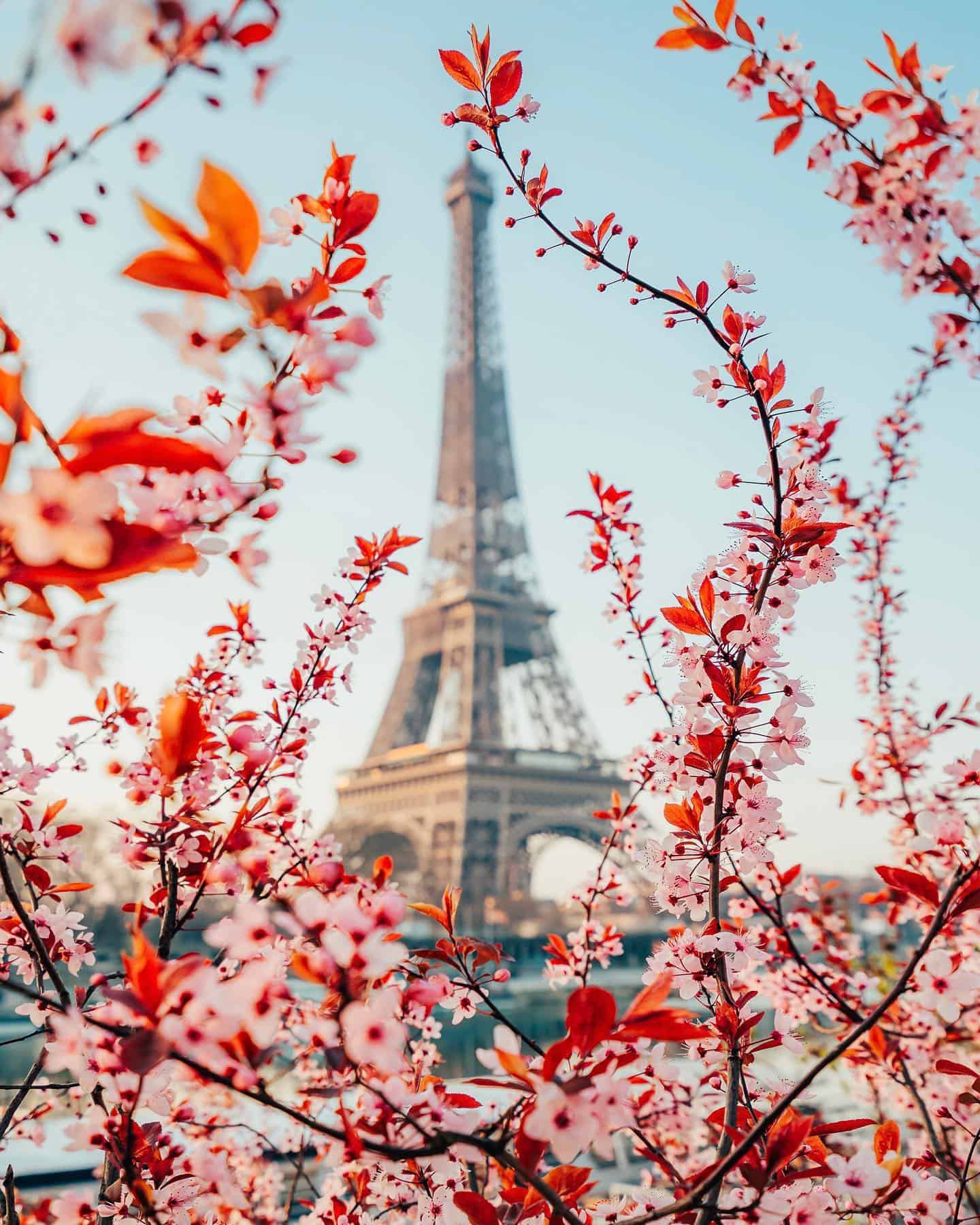 Where to see the cherry blossoms in paris